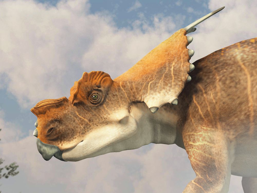Achelousaurus-hlava-bocni-pohled